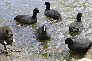 Common Coots