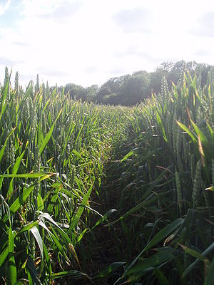 Cornfield. Detail of crops