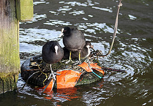Coots on a tire