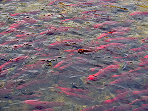 waters on the Adams river thick with Sockeye s...