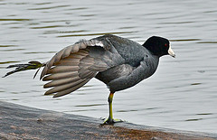 The Old Coot