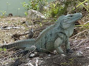 Adult male Grand Cayman Blue Iguana. Photo by ...